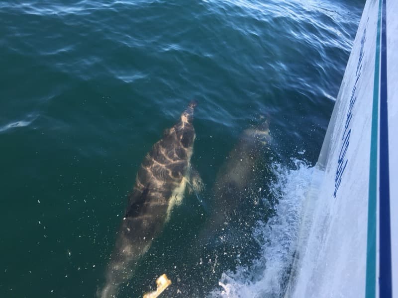 Dolphin swimming alongside a Fairwind boat